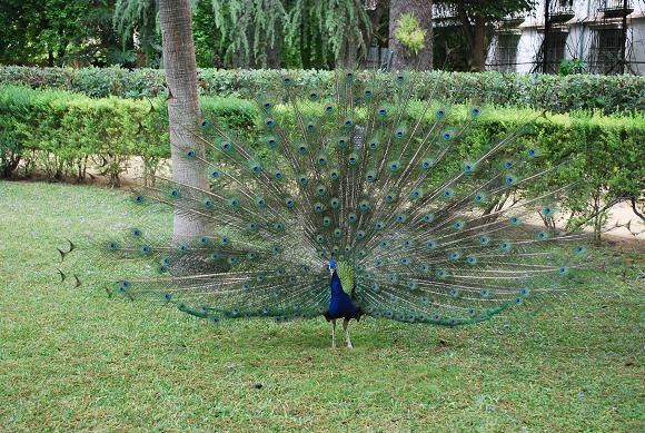Courting in progress!